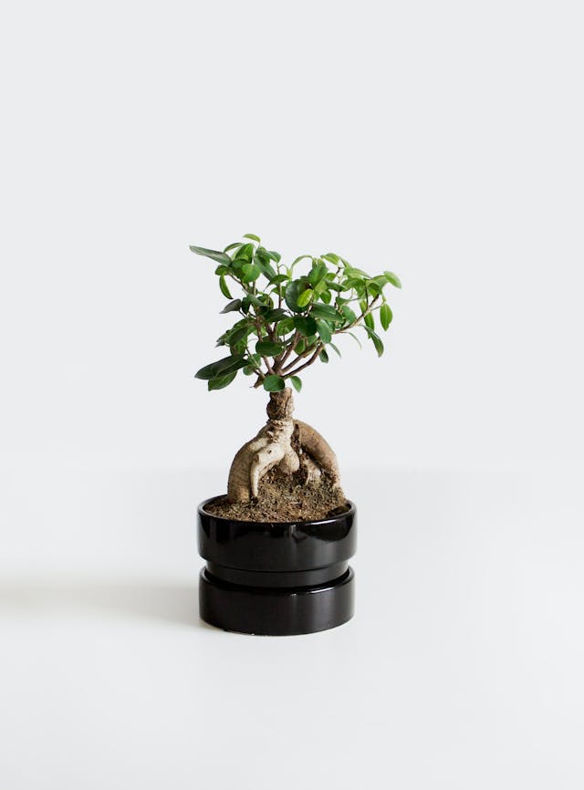 Photo of a Bonsai Tree in a Black Pot
