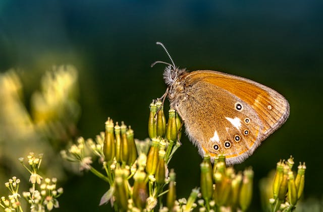 Macro Shot of a Brown Butterfly Perched on a Bud
