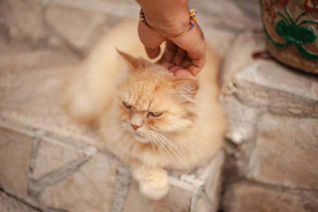 Hand of a Person Petting White Long Fur Cat