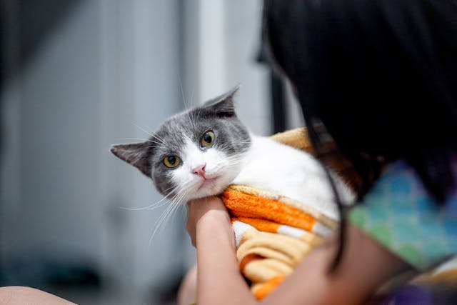 Cute Cat Wrapped in Blanket Being Held Indoors