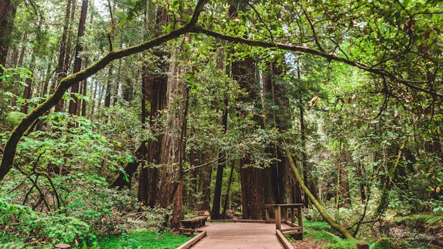 green forest national park