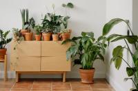 11 Best Air Purifying Plants for Cleaner Indoor Air
