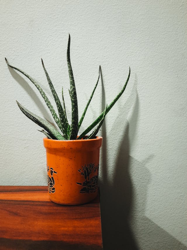 aloe vera