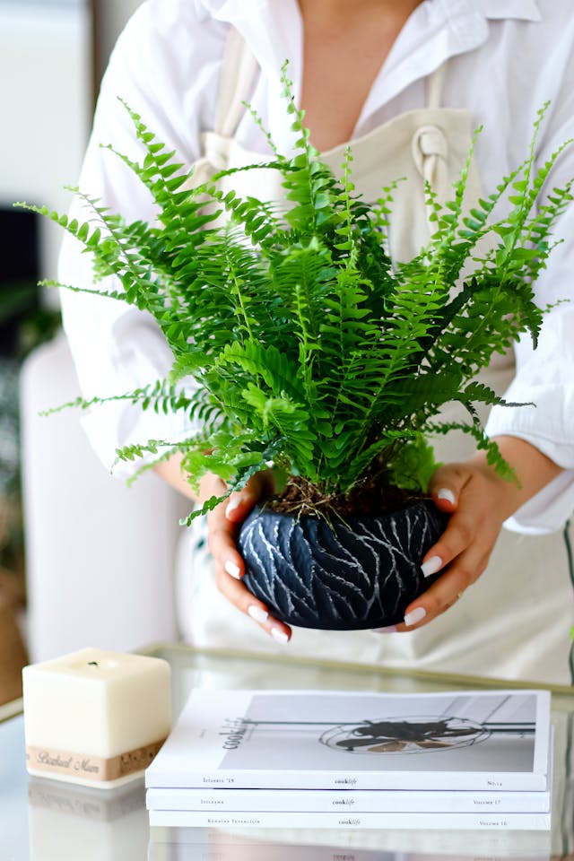 boston fern