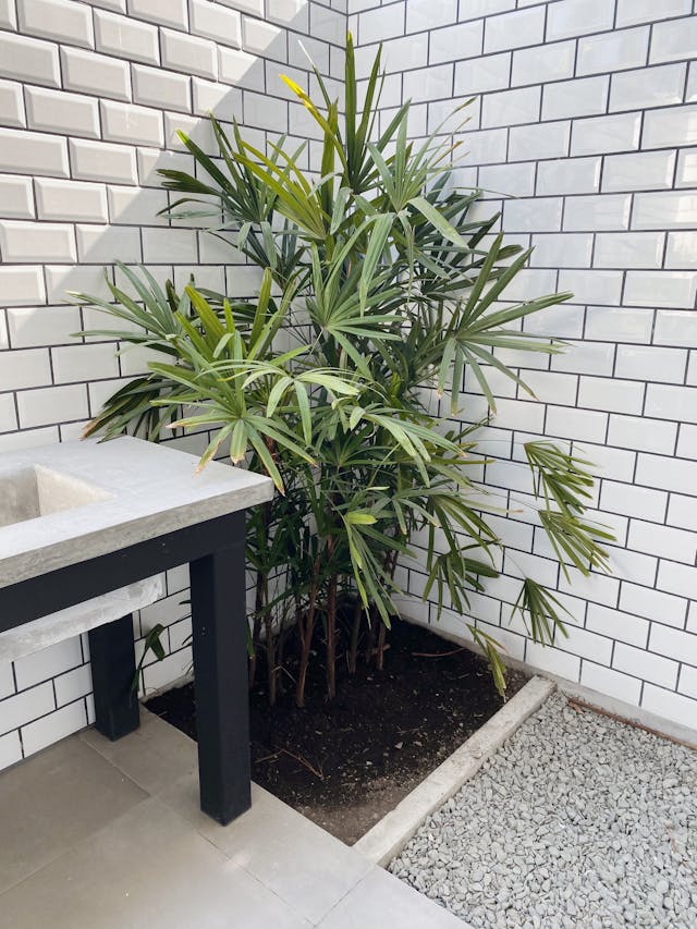 broadleaf lady palm
