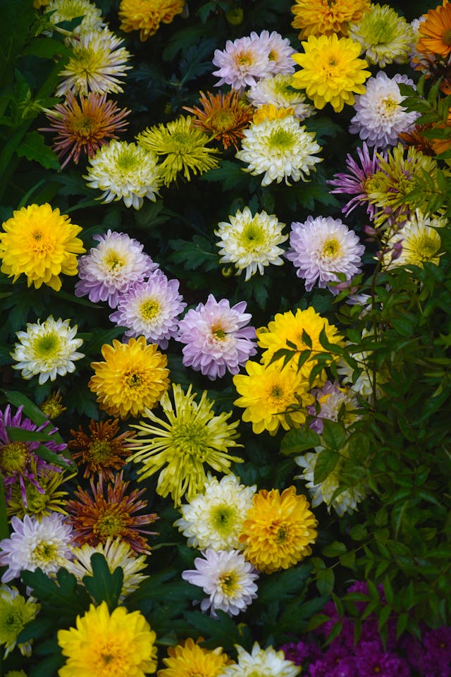 chrysanthemum
