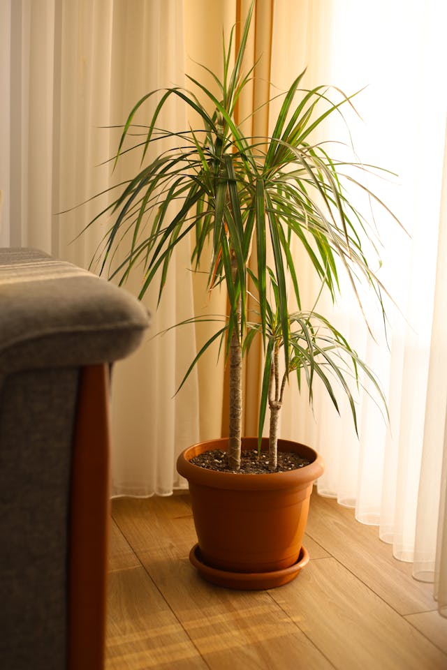 dracaena