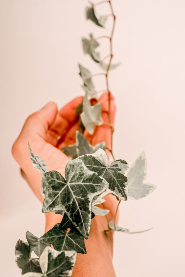 english ivy