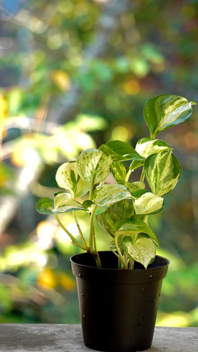 Golden Pothos