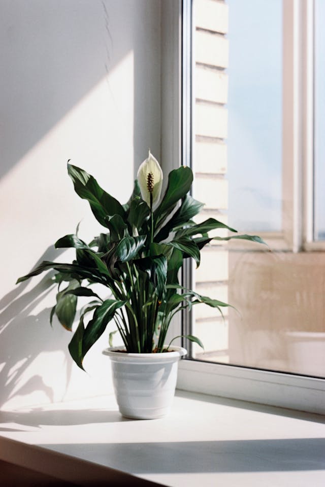 peace lily