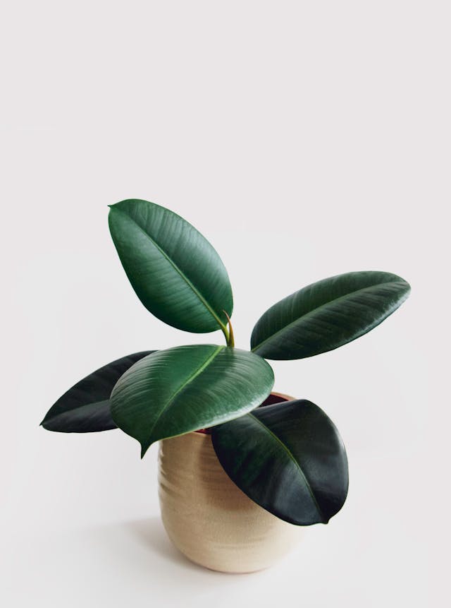rubber plant