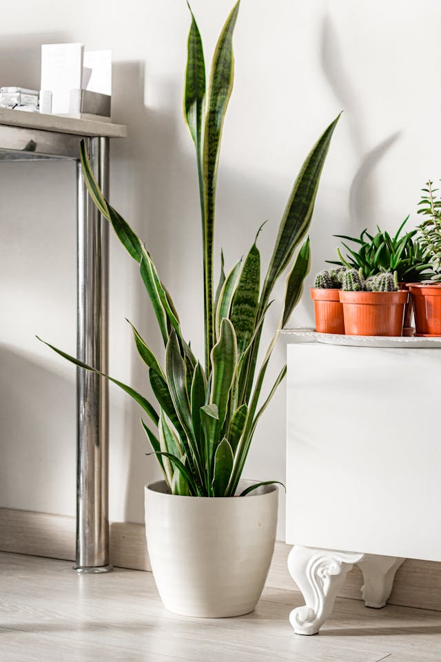 snake plant