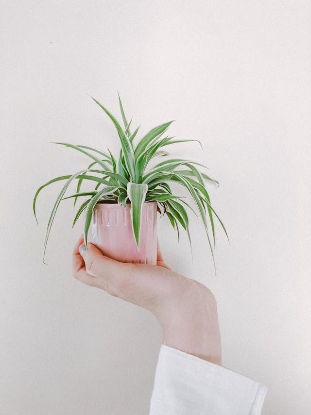 spider plant in a pink pot